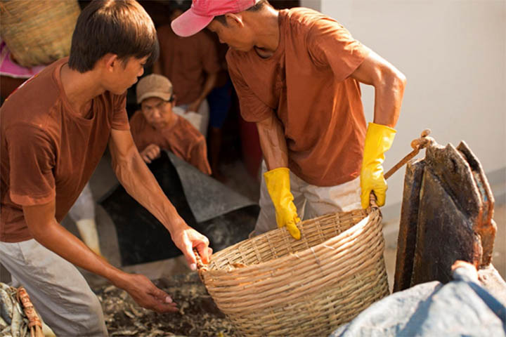 cá được lấy từ Phú Quốc Nam Ngư