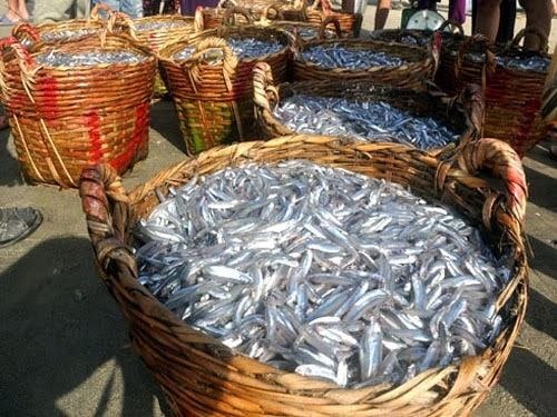 Món quà vô giá từ biển cả 1